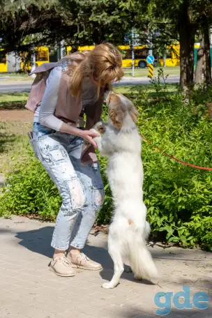 Супер пёс ищет дом, фотография 1