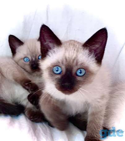 Тайские котята.Сиамские котята., фотография 1