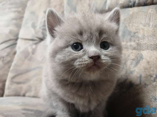 Британские котята, фотография 1