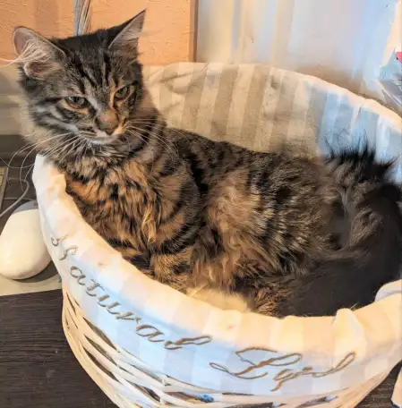 котенок, фотография 1