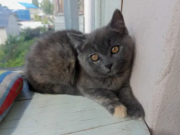 Котята, фотография 2