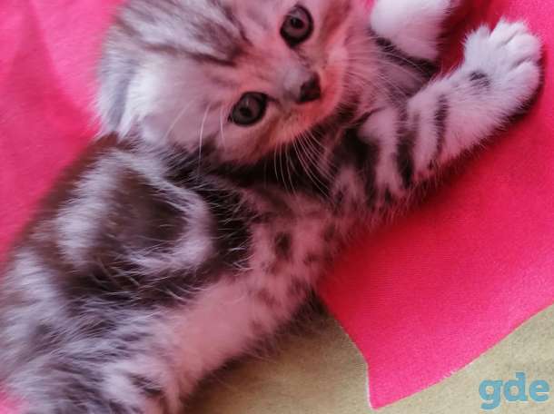 Шотландские котята, фотография 7