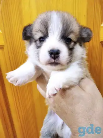 Продаются щенки Корги, фотография 3