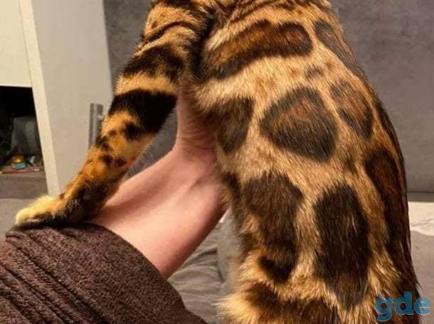 Бенгальский кот, фотография 2