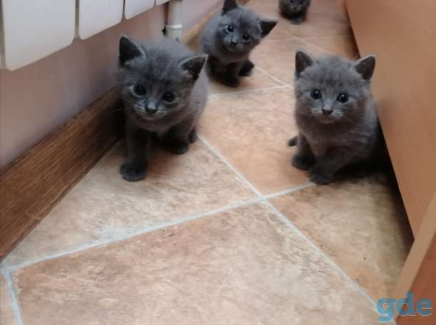 Русские голубые котята, фотография 1
