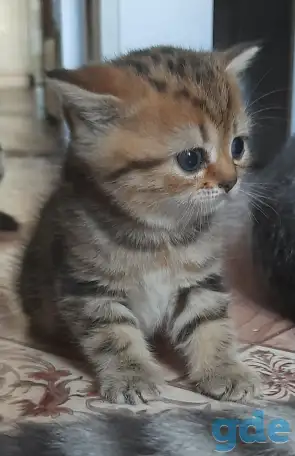 Котята, фотография 2