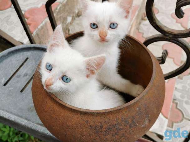Котята, фотография 1