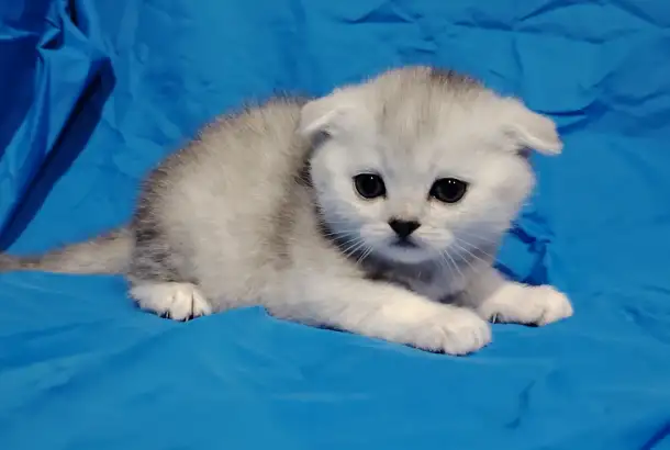 Шотландские котята. Шиншиллята., фотография 2