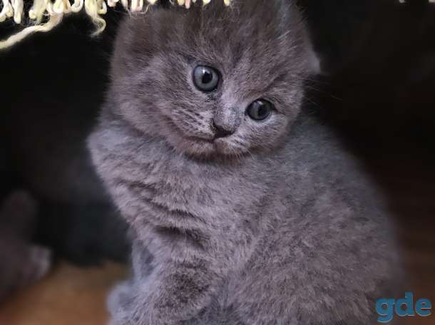 Котятки милашки, фотография 1