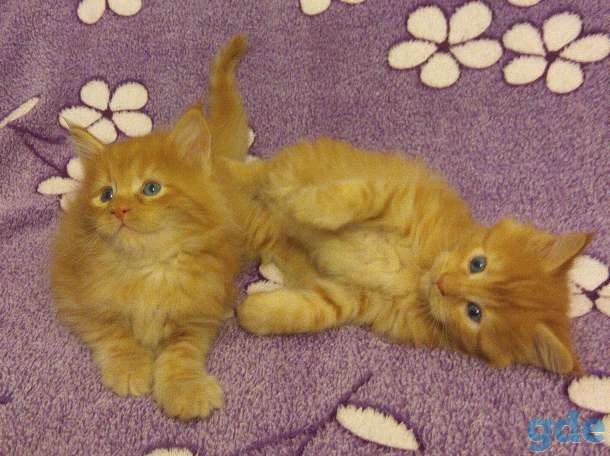 Мейн Кун котята, фотография 9