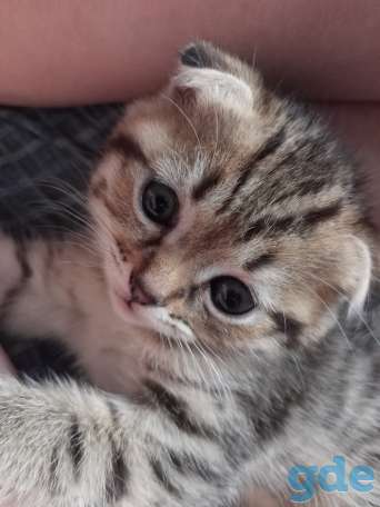 Красивые котята, фотография 5