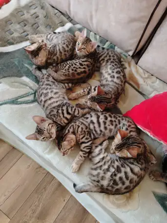 Бенгальские котята, фотография 2