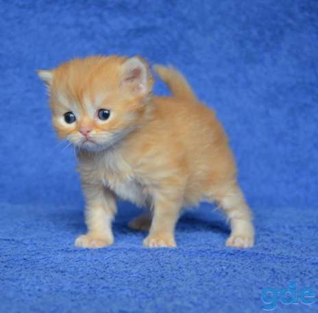 Шотландские котята питoмника Aguticat, фотография 6