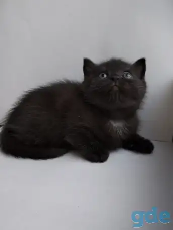 Скоттиш-страйт, шотландцы, фотография 10
