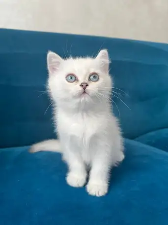 Британские котята, фотография 4