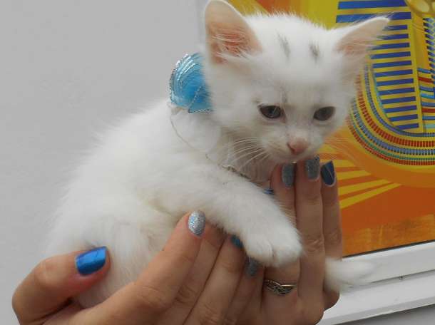 Котята в дар, фотография 3