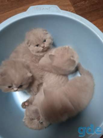 Шотландский котенок, фотография 18