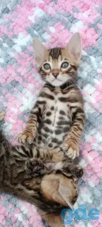 Бенгальские котята, фотография 8