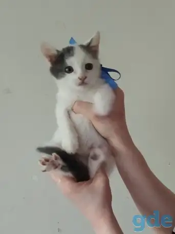 Отдам котят в добрые руки, фотография 3