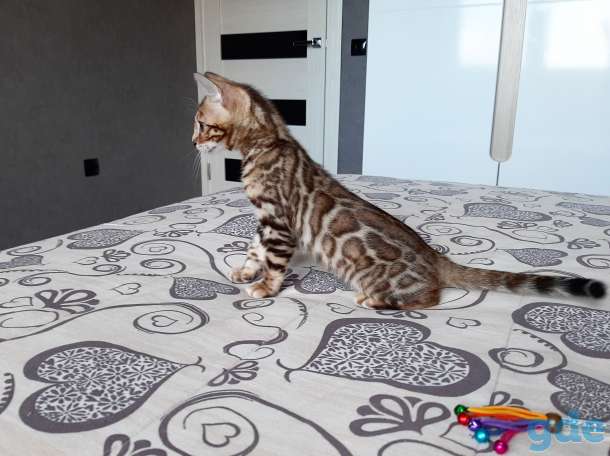 Бенгальский котёнок, фотография 2