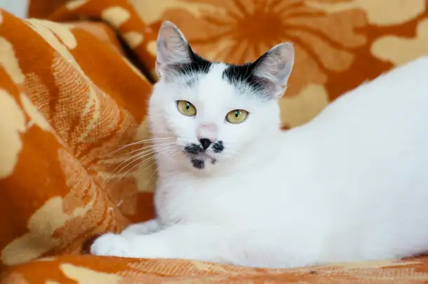 Ласкова и нежная кошечка Бусинка, фотография 3