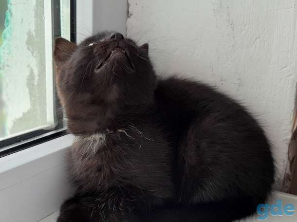 Котята, фотография 9