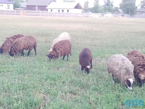 Продам овцы,барашки., фотография 1