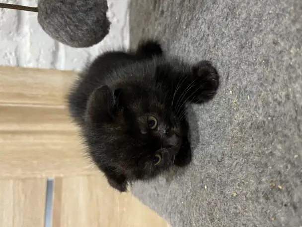 Шотландские котята, фотография 3