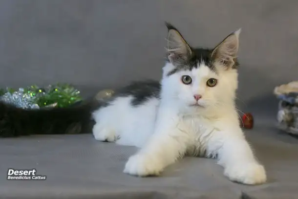 Мейн-кун котёнок  мальчик, фотография 1