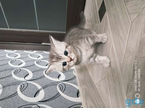 Шотландские котята, фотография 7