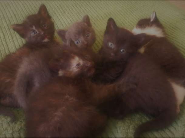 Котята красивые, фотография 4