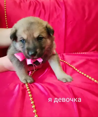 5 Щенят в поиске дома!, фотография 8