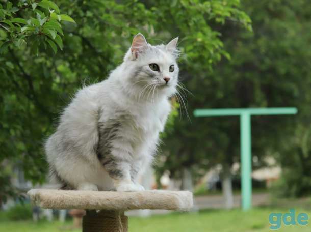Кошечка даром в добрые руки, фотография 1