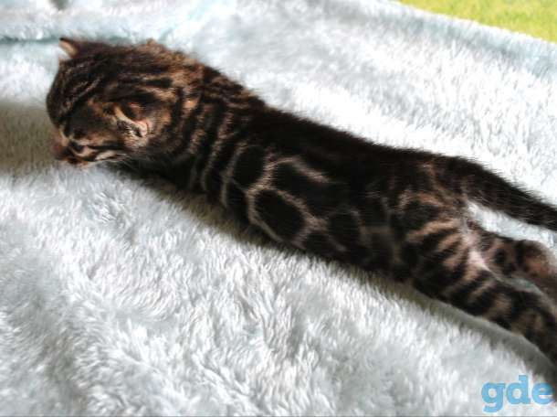 Бенгальские котята, фотография 5