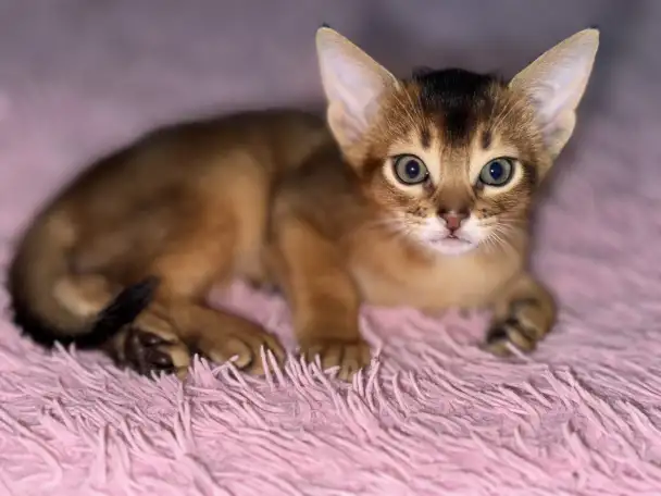 Абиссинские котята, фотография 6