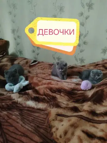 Продаю шотландских вислоухих и прямоухих котят, фотография 6
