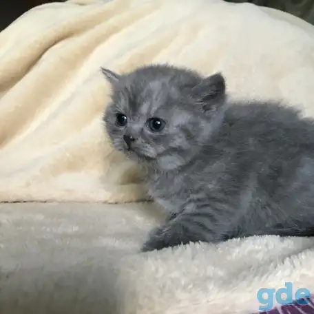 Шотландские вислоухие котята, фотография 5