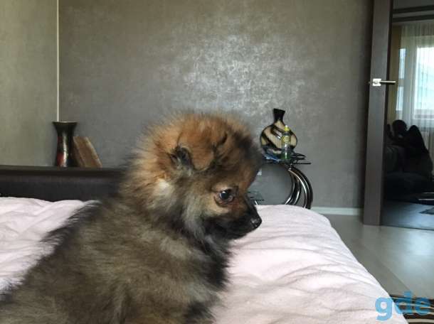 Продам щенка померанского шпица, фотография 2