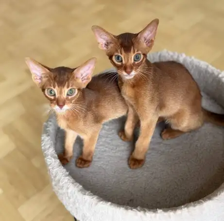 Котята, фотография 10