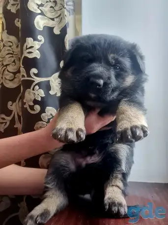 Продам щенка немецкой овчарки, фотография 3