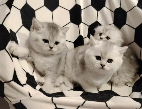 Породистые шотландские котята., фотография 1