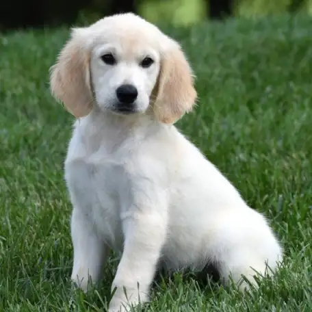 Puppies For Sale, фотография 1