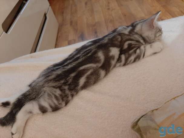 Шотландские котята, фотография 8