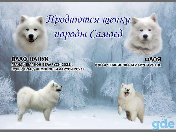 Продажа щенков самоедской лайки, фотография 3