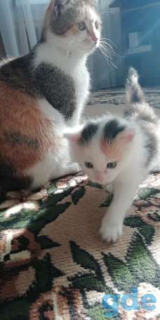 Трехцветная кошечка (Котенок) в дар, фотография 1