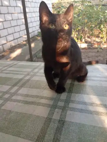 Котенок в дар, фотография 7