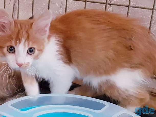 Котята бесплатно., фотография 5