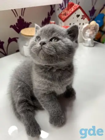 Британские котята., фотография 6