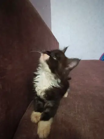 Котята мейн-кун, фотография 10