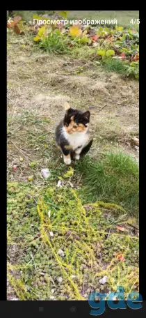 Котенок девочка, фотография 3
